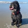 lucyclaire971